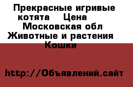  Прекрасные игривые котята  › Цена ­ 10 - Московская обл. Животные и растения » Кошки   